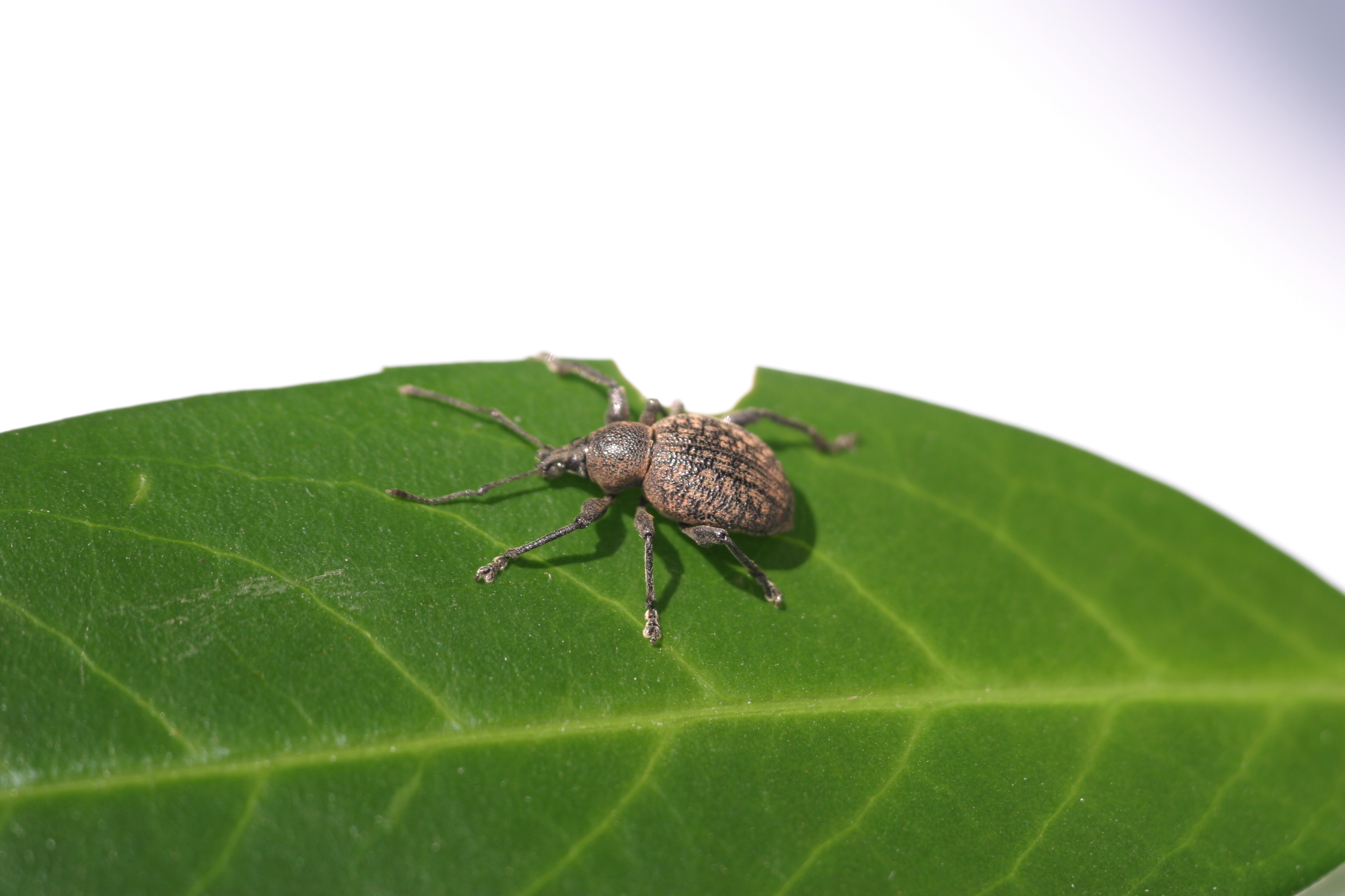 Dickmaulrüssler Adult (© S&S)